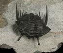 Rare, Stalked-Eyed Cybele Trilobite - Norway #6467-5